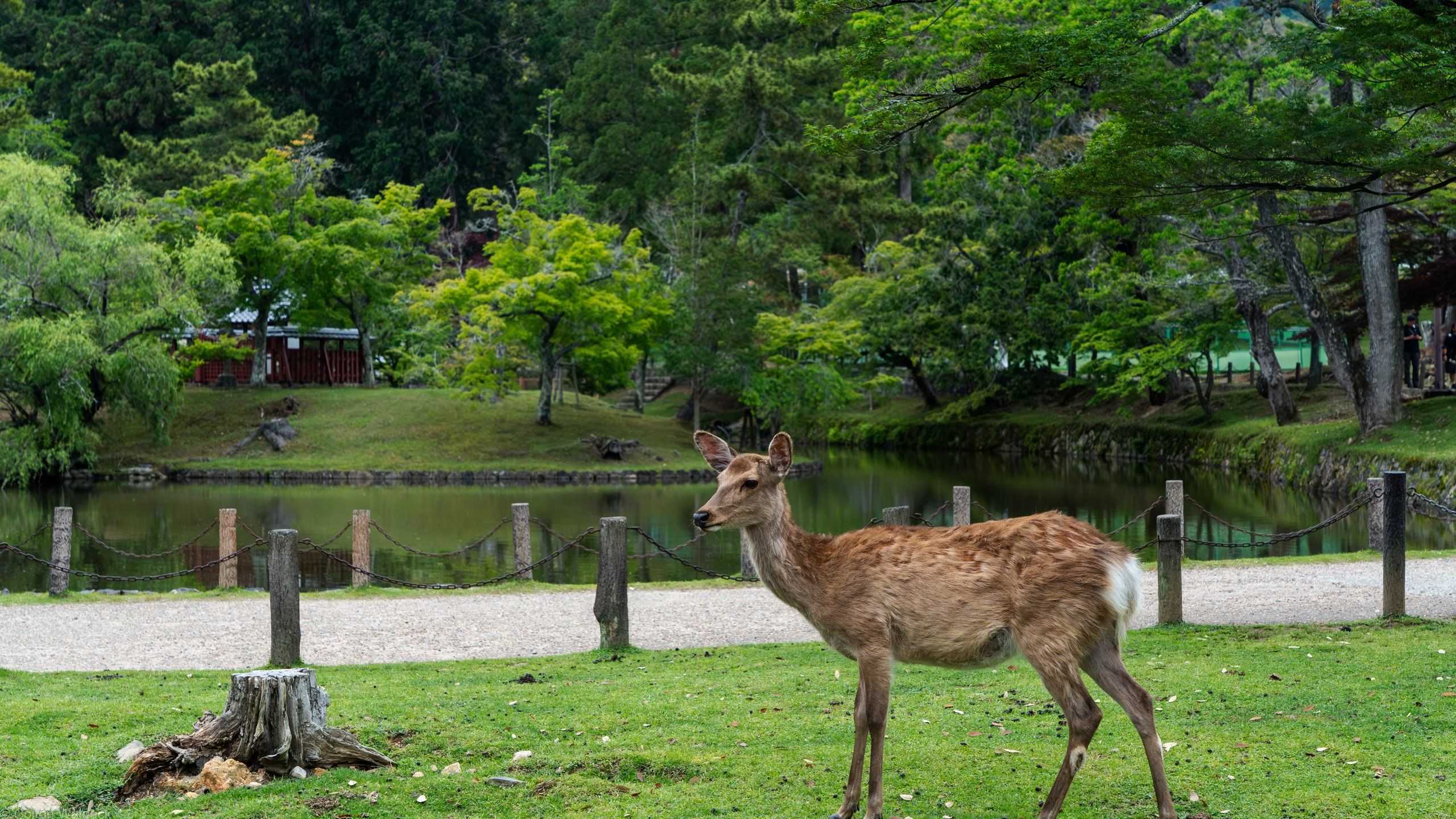 A sika deer standing by a pond in Nara Park