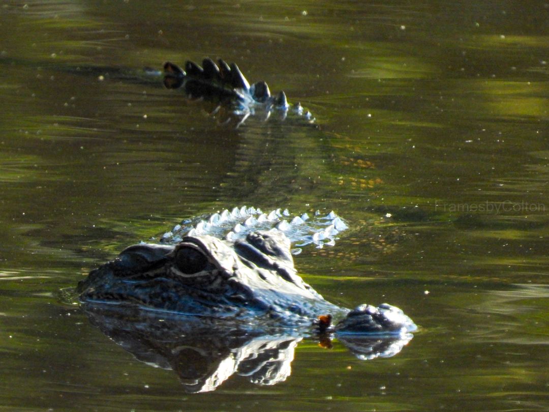 Alligator swimming low in the swamp water